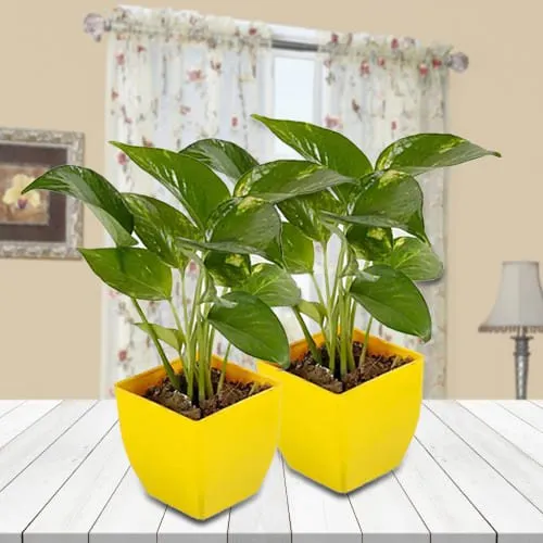 Twin Money Plant Set in Attractive Plastic Pot<br>