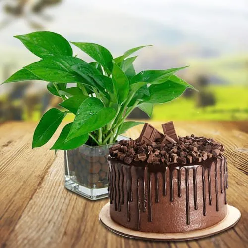 Send Money Plant in Glass Pot with Chocolate Cake