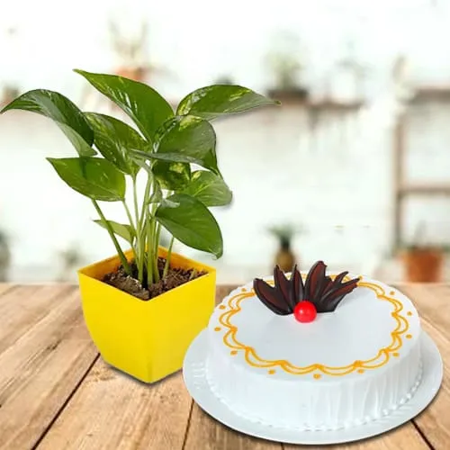 Deliver Vanilla Cake with Money Plant in Plastic Pot