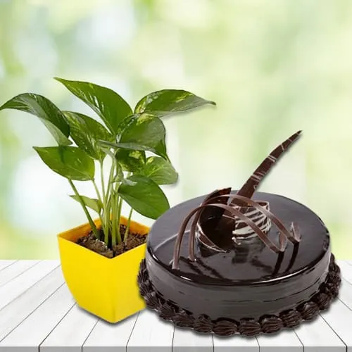 Order Money Plant in Plastic Pot with Chocolate Truffle Cake