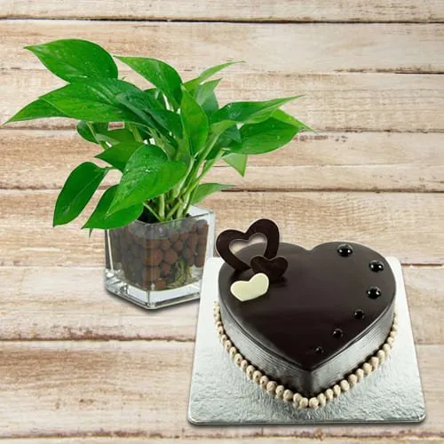 Shop for Money Plant with Chocolate Heart Shaped Cake