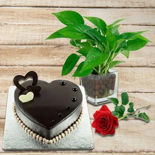 Send Red Rose N Chocolate Cake with Money Plant in Glass Pot