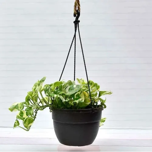 Evergreen Hanging Money Plant