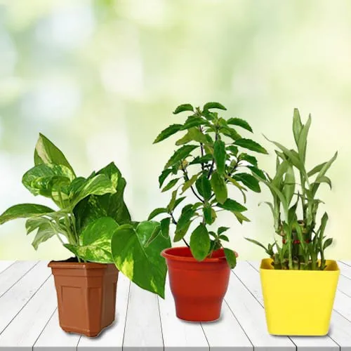 Shop for Good Luck Plants in Plastic Pots