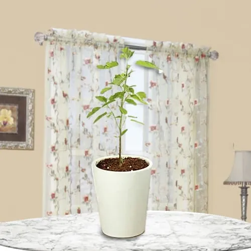Shop for Holy Tulsi Plant in Glass Pot