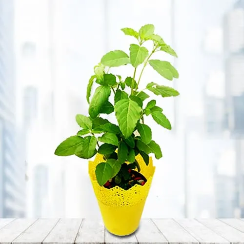 Send Tulsi Plant in Plastic Pot