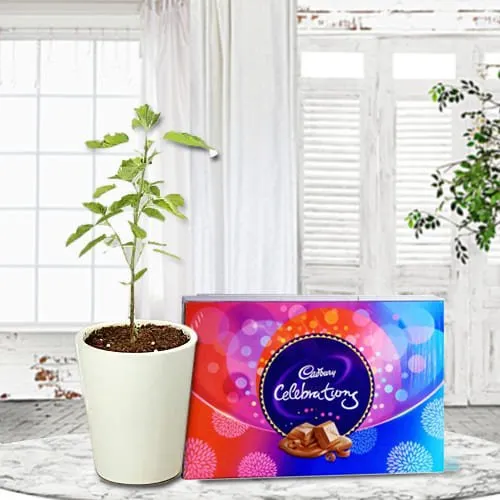 Send Tulsi Plant in Glass Pot with Cadbury Celebrations Pack