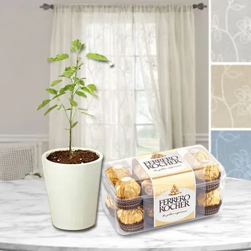 Send Tulsi Plant in Glass Pot with Ferrero Rocher Pack