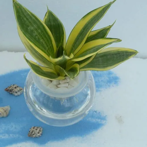 Order Milt Sansevieria Plant in Glass Pot