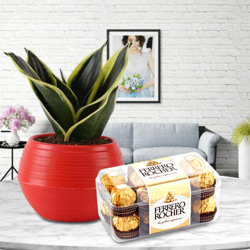 Housewarming Gift of Milt Sansevieria Plant with Ferrero Rocher Chocolates