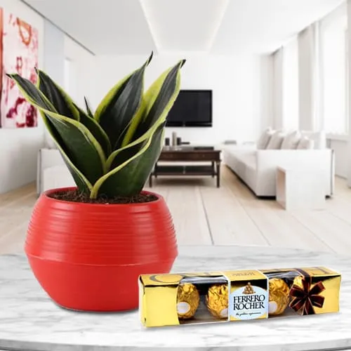 Premium Gift of Milt Sansevieria in Plastic Pot with Ferrero Rocher Chocolates