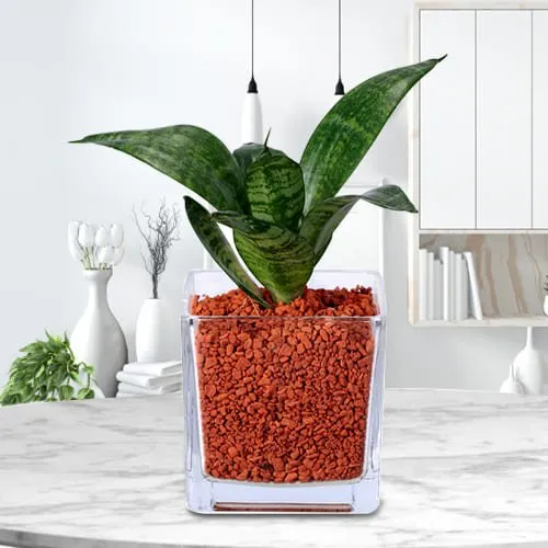 Order Home Decor Dracaena Compacta Plant in Glass Pot