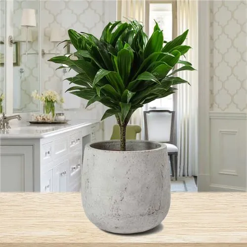 Shop for Dracaena Compacta Plant in Ceramic Pot
