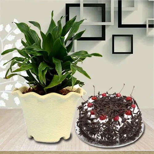 Shop for Dracaena Compacta Plant in Plastic Pot with Black Forest Cake