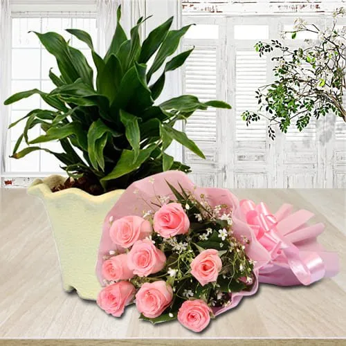Shop for Dracaena Compacta Plant in Plastic Pot with Pink Roses Bouquet