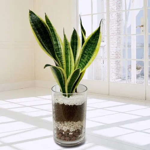 Online Snake Plant in Glass Pot