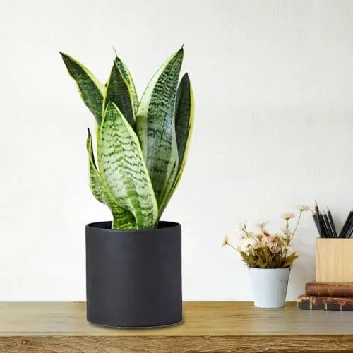 Shop for Snake Plant in Plastic Pot