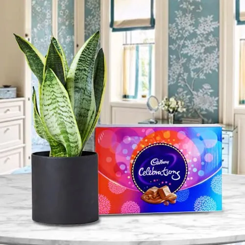 Blooming Snake Plant in an Attractive Plastic Pot with a Cadbury Celebration Pack