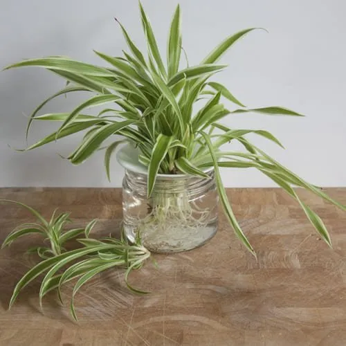 Elegant Spider Plant in a Glass Pot<br>