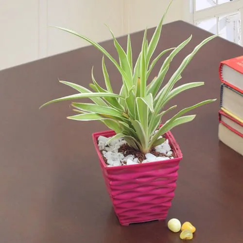 Beautiful Spider Plant in a Plastic Pot<br>