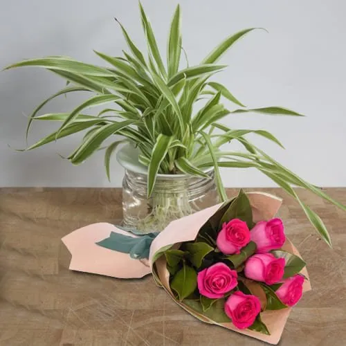 Order Combo of Spider Plant in Glass Pot with Pink Roses Bouquet