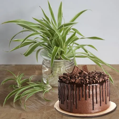 Online Combo of Spider Plant in Glass Pot with Chocolate Cake
