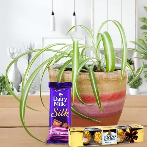 Order Cadbury Dairy Milk Silk and Ferrero Rocher with Spider Plant in Plastic Pot