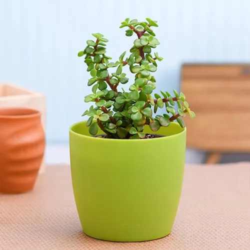 Send Jade Plant in Plastic Pot