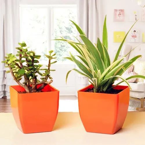 Shop for Jade Plant N Spider Plant in Plastic Pots