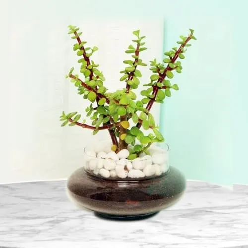 Order Jade Plant in Glass Pot