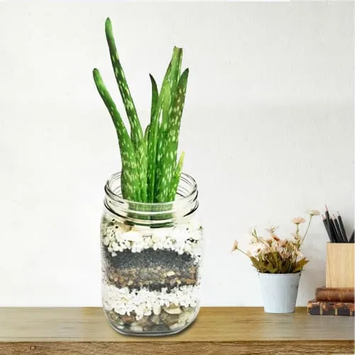 Botanical Aloe Vera Plant in Glass Vase<br>