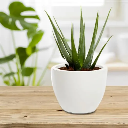 Aesthetic Gift of Aloe Vera Plant in Ceramic Vase<br>