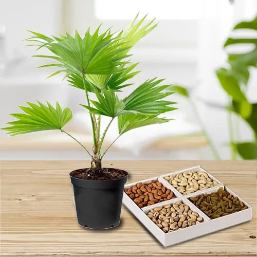 Shop for Combo of China Palm in Plastic Pot with Assorted Dry Fruits