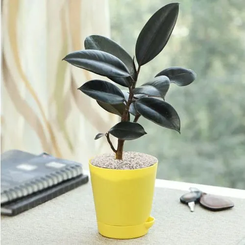 Send Rubber Plant in Plastic Pot with White Chips