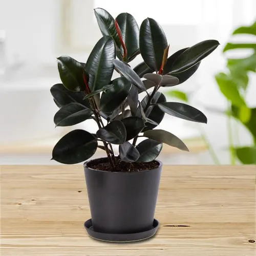 Deliver Rubber Plant in Plastic Pot