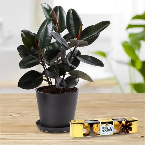Deliver Rubber Plant in Plastic Pot with Ferrero Rocher
