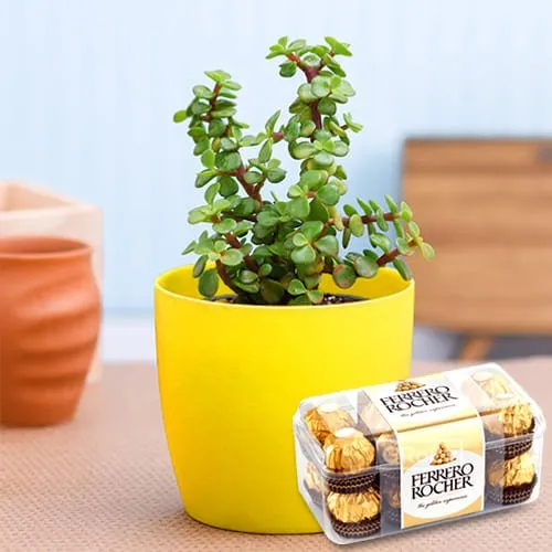 Deliver Jade Plant in Plastic Pot with Ferrero Rocher