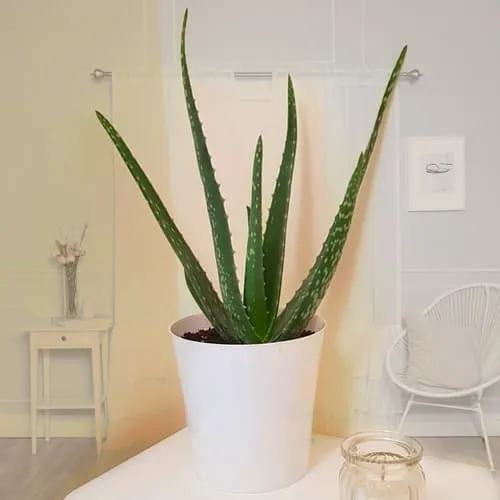 Go Green Aloe Vera Plant in an Attractive Plastic Pot	
