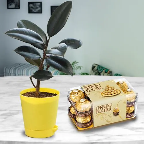 Beautiful Present of Black Rubber Plant with Chocolate