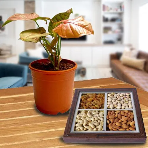 Divine Gift Combo of Air Purifying Plant N Dry Fruits