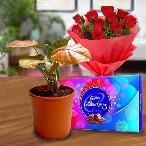 Graceful Air Purifying Plant with Roses Bouquet N Chocolates