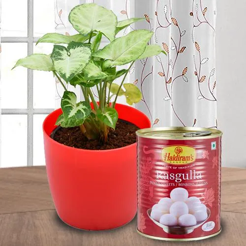 Splendid Combo Gift of Syngonium Plant N Haldiram Rasgulla