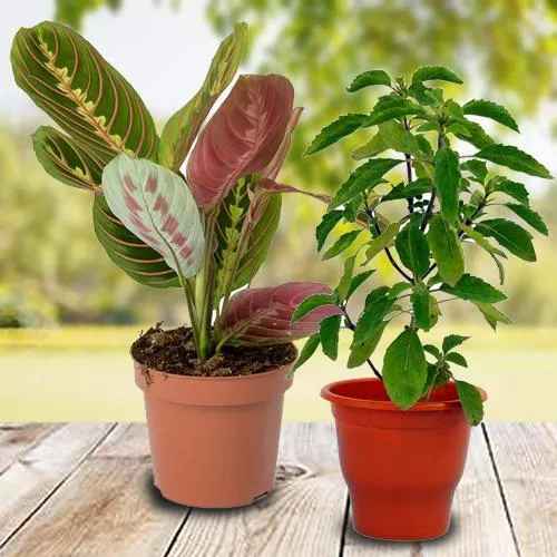Go Green Combo of Good Luck Gift Plants