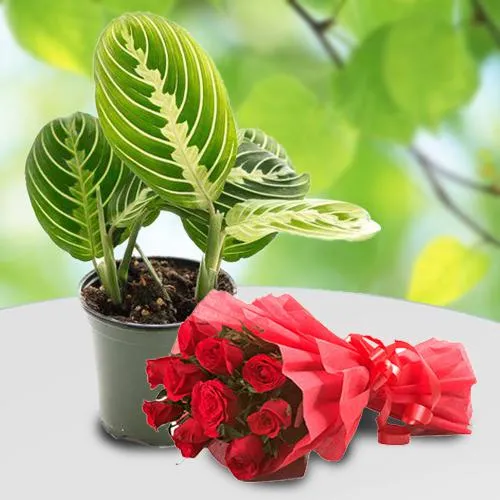 Eye-Catching Gift of Maranta Prayer Plant with Red Rose Arrangement