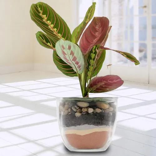 Captivating Present of Air Purifying Maranta Live Plant in a Pot