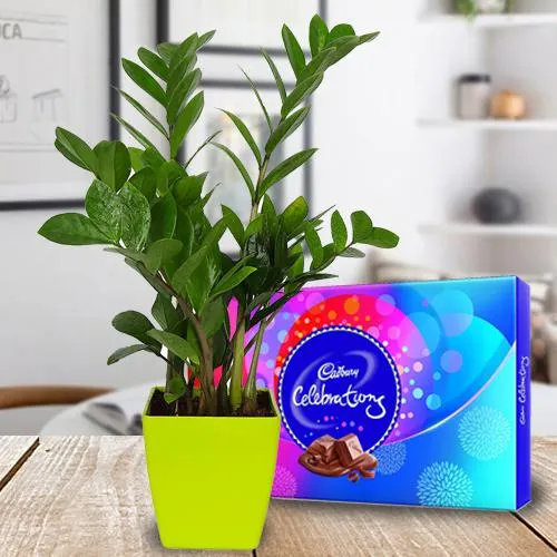 Delicate Combo of Air Purifying Zamia Plant with Chocolates