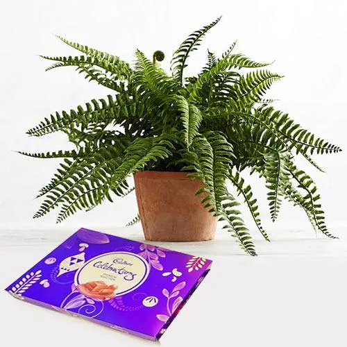 Festive Combo of Air Purifying Bostern Fern N Chocolate