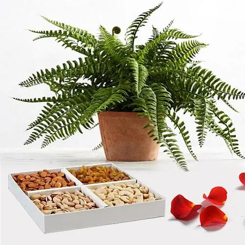 Charming Combo of Bostern Fern Live Plant with Dry Fruits