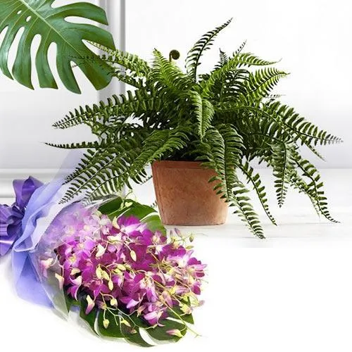 Blossoming Arrangement of Orchids with Air Purifying Plant