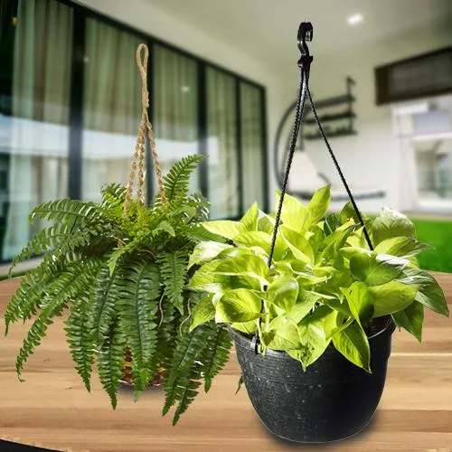 Blooming Dual Gift of Hanging Air Purifier Plant